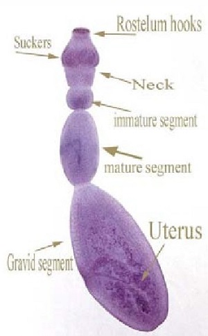 Echinococcus Granulosus Introduction Classification History